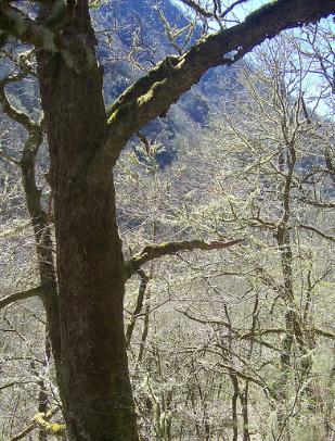 Bosque de Muniellos en Asturias